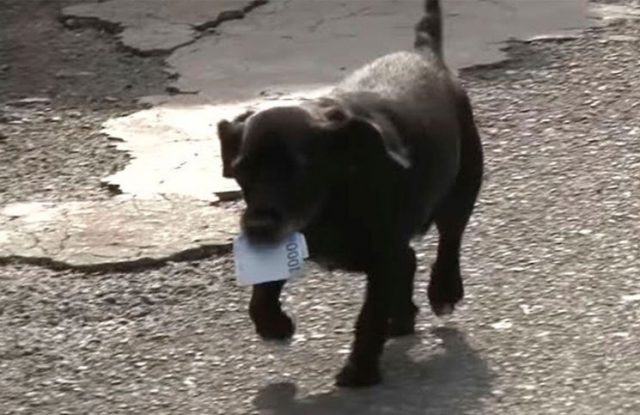 Una Perrita Pide Plata A Los Comerciantes Para Comprarse Su Propia Comida Infotdf